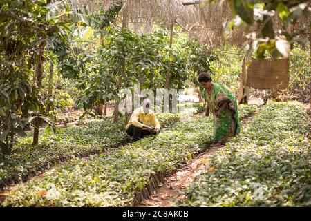 Polly Nayiga (56) riceve una visita al suo giardino di piantine di caffè dall'Agente Village Enterprise Deogracias Muwonge (35) nel distretto di Kyotera, Uganda. LW Foto Stock