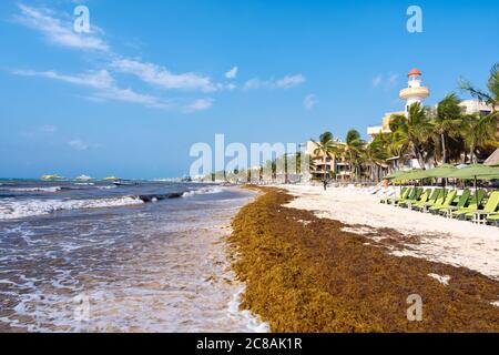 La spiaggia di Playa del Carmen in Messico invasa dalle alghe di Sargassum Foto Stock