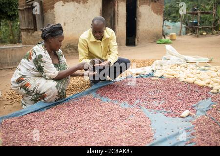 Rose Nabyonga (60, l) riceve una visita di estensione dal suo Agente per le imprese del Villaggio, Deogracias Muwonge (35, l), nel distretto di Kyotera, Uganda. Insieme Foto Stock