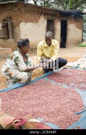 Rose Nabyonga (60, l) riceve una visita di estensione dal suo Agente per le imprese del Villaggio, Deogracias Muwonge (35, l), nel distretto di Kyotera, Uganda. Insieme Foto Stock