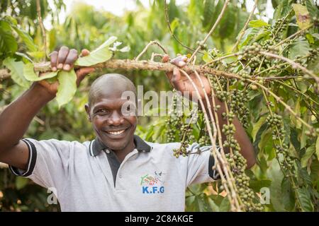 Un coltivatore di caffè commerciale esamina un albero di caffè pieno di ciliegie di caffè nel distretto di Rakai, Uganda, Africa orientale. Foto Stock