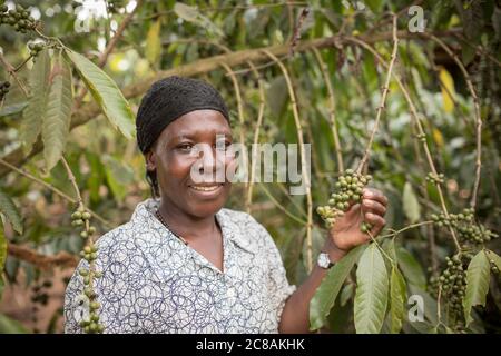 Un coltivatore di caffè commerciale esamina un albero di caffè pieno di ciliegie di caffè nel distretto di Rakai, Uganda, Africa orientale. Foto Stock