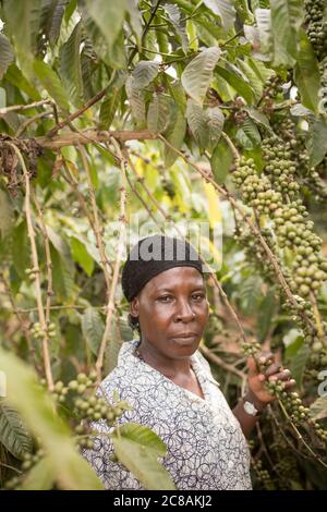 Un coltivatore di caffè commerciale esamina un albero di caffè pieno di ciliegie di caffè nel distretto di Rakai, Uganda, Africa orientale. Foto Stock