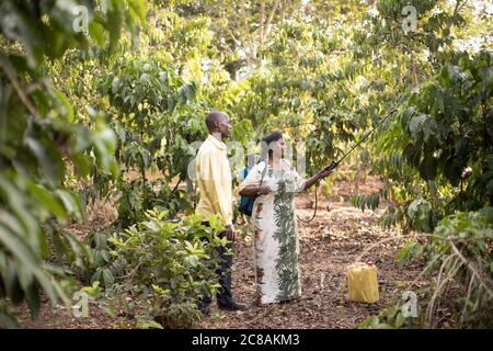 Una lavoratrice agricola di estensione forma una piccola lavoratrice di caffè su domanda di pesticidi nella sua fattoria nel distretto di Kyotera, Uganda, Africa orientale. Foto Stock