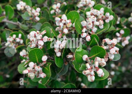 Limonata Berry a Cabrillo National Monument, San Diego, California, USA, Nord America Foto Stock