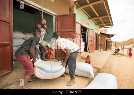 I piccoli agricoltori di una cooperativa di fagioli pesano un sacco di fagioli prima di essere venduti a un acquirente di merci nel distretto di Rakai, Uganda, Africa orientale. Foto Stock