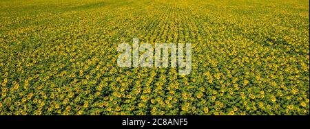 vista dall'alto di un vasto campo di girasole in fiore, foto aerea Foto Stock