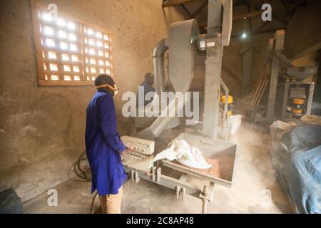 Un lavoratore versa i fagioli secchi in una macchina di raffinazione, che pulisce automaticamente polvere, detriti e pula da un raccolto commerciale di fagioli a Masaka, Uganda. Foto Stock