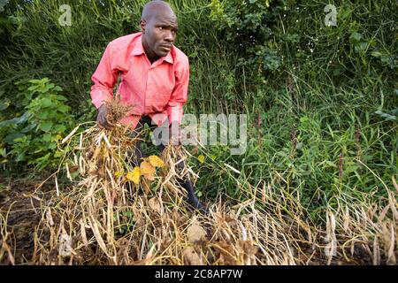 Un piccolo agricoltore maschio giovane raccoglie i baccelli di fagioli nella sua fattoria nel distretto di Lyantonde, Uganda, Africa orientale. Foto Stock