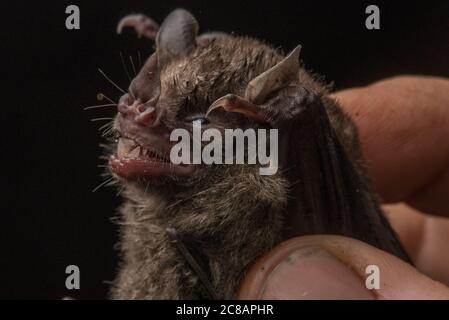 Un pipistrello catturato per la ricerca di pipistrelli nella giungla peruviana. Foto Stock