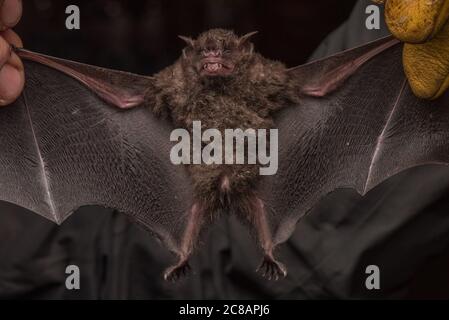 Un pipistrello catturato per la ricerca di pipistrelli nella giungla peruviana. Foto Stock