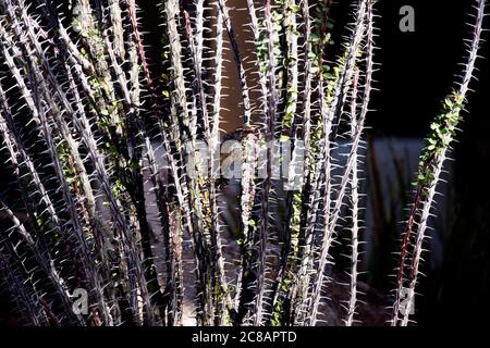 Cactus si nasconde nelle torne camuffate e protettive dell'ototillo maturo in Arizona Foto Stock