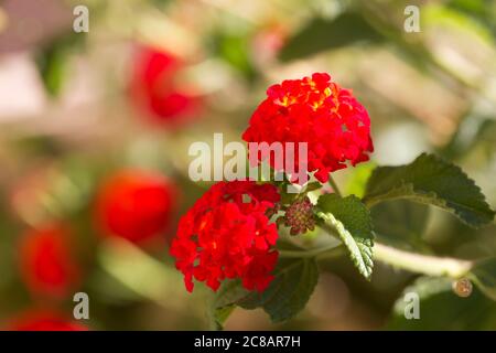 Colorati e rotondi, i fiori di lantana in perenne famiglia verbena con spazio di copia dietro in bokeh sfondo. Foto Stock