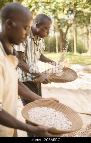 I piccoli agricoltori vinificano ora il loro raccolto di fagioli appena raccolto lasciando il vento soffiare via la pula come i fagioli cadono al cestino - Uganda, Africa. Foto Stock