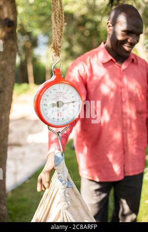 I piccoli agricoltori pesano un sacco di fagioli prima di essere venduti ad un acquirente di merci nel distretto di Lyantonde, Uganda, Africa orientale. Foto Stock