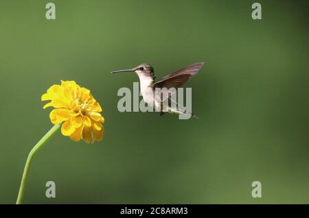 Femmina Ruby ha tirato Hummingbird Archilochus colubris nutrirsi su un fiore giallo zinnia in estate Foto Stock