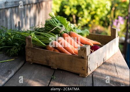 Verdure biologiche fresche in una scatola di legno. Concetto per verdure di radice, alimenti organici grezzi Foto Stock