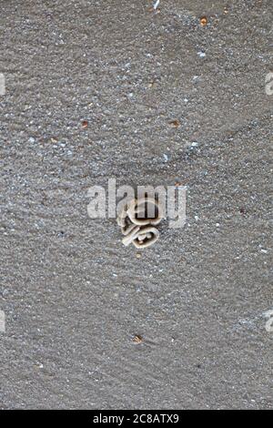 Squiggly squiggle tumuli a forma di verme lasciato su una spiaggia in Essex, come un verme è venuto e è andato Foto Stock