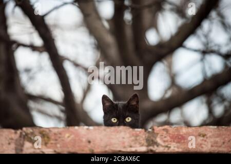Curioso gatto nero vagato, in piedi sulla cima di un muro, guardando e fissando la fotocamera con i suoi occhi verdi. Immagine di un gatto nero vagato, in piedi Foto Stock