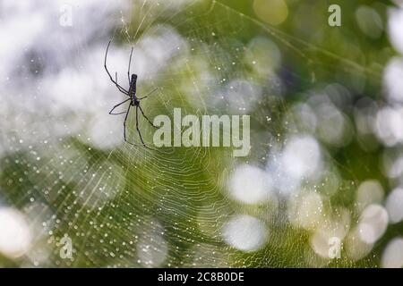 Un ragno che tesse una rete con lo sfondo verde della foresta. Foto Stock