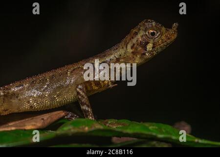 L'agama (Aphaniotis ornata) ornata senza terra una specie di lucertola endemica delle giungle del Borneo. Foto Stock