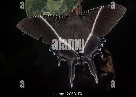 Una falena a coda di rondine (Lyssa) di Borneo, queste grandi falene sembrano più farfalle. Foto Stock