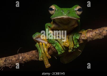 Rana volante di Wallace (Rhacophorus nigropalmatus) una delle più impressionanti di tutte le rhacophoridae treerogs. Da Borneo. Foto Stock