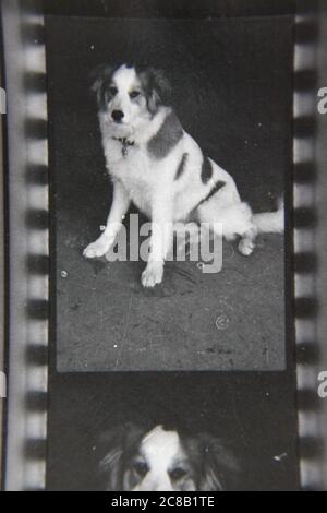 Fine anni '70 vintage contatto stampa in bianco e nero fotografia del cane di famiglia. Foto Stock