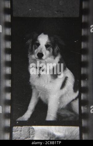 Fine anni '70 vintage contatto stampa in bianco e nero fotografia del cane di famiglia. Foto Stock