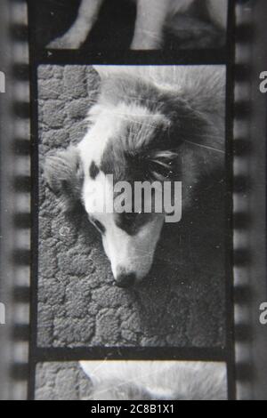 Fine anni '70 vintage contatto stampa in bianco e nero fotografia del cane di famiglia. Foto Stock