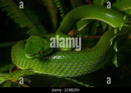 Sabah bambù pitviper (Trimeresurus sabahi) una bella specie di vipera di buca che è endemica alle foreste pluviali del Borneo Foto Stock