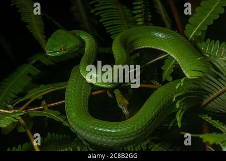 Sabah bambù pitviper (Trimeresurus sabahi) una bella specie di vipera di buca che è endemica alle foreste pluviali del Borneo Foto Stock