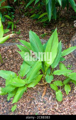 La curcuma longa è una pianta fiorente, la famiglia dello zenzero Zingiberaceae, le cui radici sono utilizzate in cucina. Foto Stock