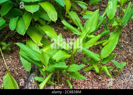 La curcuma longa è una pianta fiorente, la famiglia dello zenzero Zingiberaceae, le cui radici sono utilizzate in cucina. Foto Stock