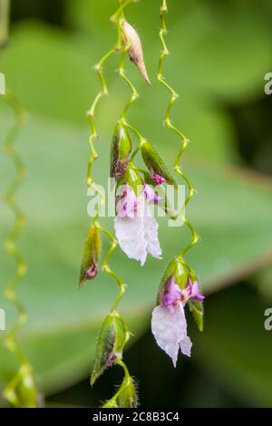 Thalia geniculata è una specie vegetale diffusa in Africa tropicale e in gran parte delle Americhe, originaria di una grande regione africana Foto Stock