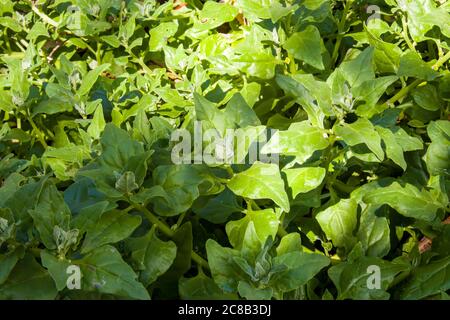 Tetragonioides di Tetragonia, comunemente denominato spinaci della Nuova Zelanda. Foto Stock