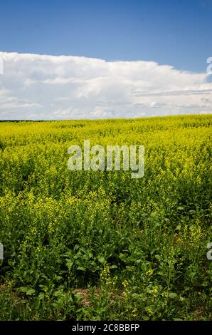 Campi di canola gialli vivaci nella campagna di Manitoba, Canada Foto Stock