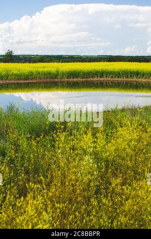 Campi di canola gialli vivaci nella campagna di Manitoba, Canada Foto Stock