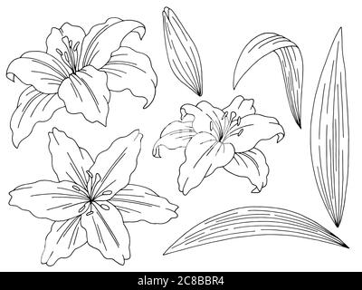 Lily flower grafico nero bianco isolato disegno insieme vettore illustrazione Illustrazione Vettoriale