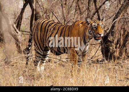 Risultati di ricerca Web risultati grande gatto che si riposa in Ranthambore riserva naturale Foto Stock