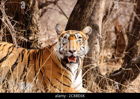 Risultati di ricerca Web risultati grande gatto che si riposa in Ranthambore riserva naturale Foto Stock