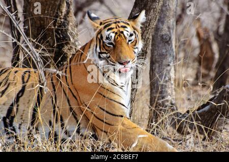 Risultati di ricerca Web risultati grande gatto che si riposa in Ranthambore riserva naturale Foto Stock