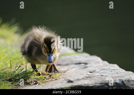 Anatroccoli Mallard esplorando il fiume Foto Stock