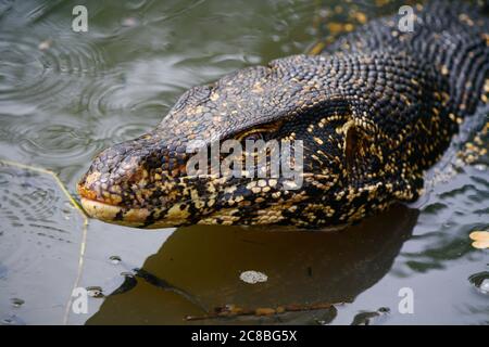 Grande monitor dell'acqua con scale nere e macchie gialle, la testa ha sparato come swam attraverso l'acqua come serpente e è venuto a ispezionarmi in acqua fangosa Foto Stock