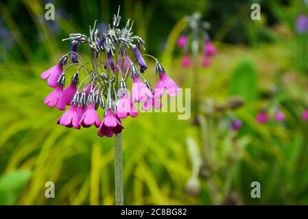 Primula Secundiflora con fiori rosa-viola a forma di campana coltivati in un confine a RHS Garden Harlow Carr, Harrogate, Yorkshire. Inghilterra, Regno Unito Foto Stock