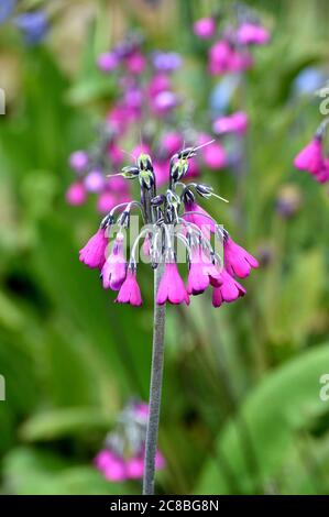 Primula Secundiflora con fiori rosa-viola a forma di campana coltivati in un confine a RHS Garden Harlow Carr, Harrogate, Yorkshire. Inghilterra, Regno Unito Foto Stock