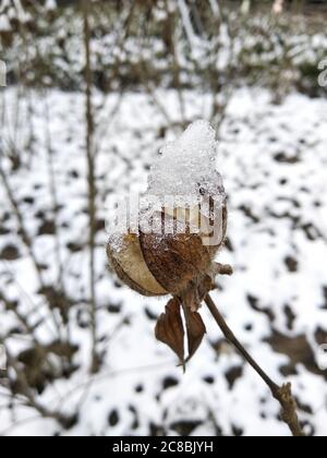 La neve bianca comincia a fondersi su una pianta appassita; la neve bianca e la pianta marrone; l'intera immagine ha due colori, bianco e marrone Foto Stock