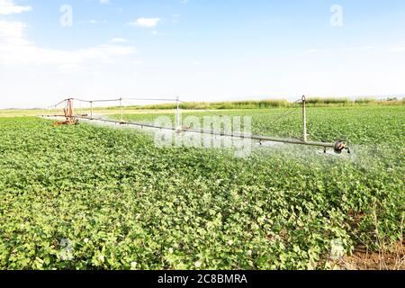 sistema di irrigazione annaffiatura campo di cotone verde Foto Stock