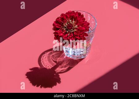 Un bicchiere con acqua e Dahlia fiore rosso profondo su sfondo rosa. Concetto di fiori minimal in luce dura con ombre. Design artistico. Vista frontale, dall'alto, COP Foto Stock
