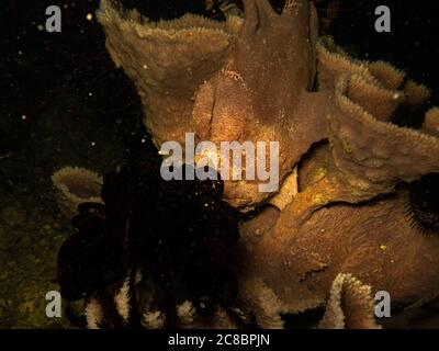 Pesce rana gigante, Antennarius commerconi travestito da una barriera corallina tropicale di Puerto Galera nelle Filippine Foto Stock